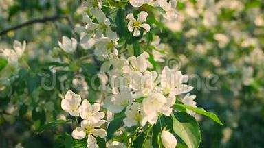观念的绽放与更新.. 春天盛开的苹果树，清新的白花..